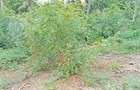 Land in Watamu - 8