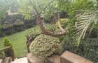 4 Bed House with En Suite in Thigiri - 18