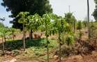 Land at Vipingo - 6