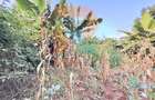 1.25 ac Land at White House Estate - 6
