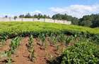 Residential Land in Githunguri - 2