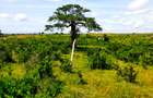 506 m² Land at Mavueni - Mariakani Bypass - 13