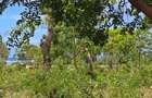 7 ac Land at Kikambala - 1