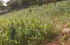 3 Bed House with Garden at Malindi Road - 7