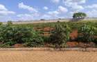 Residential Land at Zaria - 4