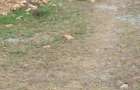 4.8 ac Commercial Property with Garden in Athi River - 13