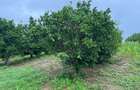 Land in Kilifi - 6
