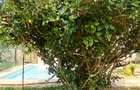 4 Bed Villa with En Suite at Nyali - 5