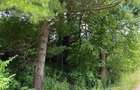 5 ac Land in Kitisuru - 1