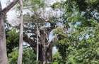 Land at Kuruwitu Beach Vipingo - 8