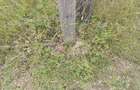 0.125 ac Land at Kyumvi Junction - 11