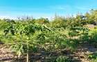 Land at Kwale - 8