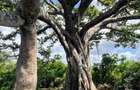73.6 ac Land at Vipingo Kuruwitu Beach - 2