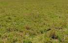 Land in Kitengela - 3
