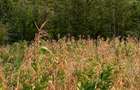 5,000 m² Land at Kilimambogo - 6