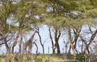 6 ac Commercial Land in Naivasha - 8