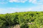 Land at Watamu - 4