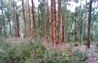 Land at Upper Matasia - 6