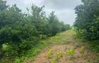 Land in Kilifi - 15