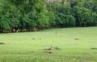 90 ac Residential Land at Kuruwitu-Vipingo - 15