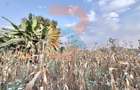 1.25 ac Land at White House Wangige - 7
