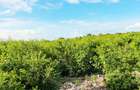 Land at Watamu - 3