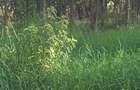 1.2 ac Land in Ngong - 10