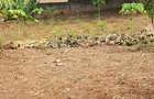 8 Bed House with En Suite at Kikambala - 12