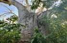 Land in Vipingo - 14