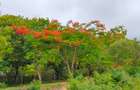 40 ac Land at Vipingo Kuruwitu - 1