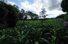 Land at Kirawa Road - 15