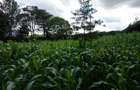 Land at Kirawa Road - 13