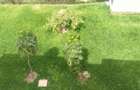 Bedsitter in Eastern ByPass - 10