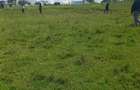 0.045 ac Residential Land at Kitengela Acacia - 10
