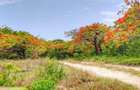 Land at Kuruwitu Beach Vipingo - 13