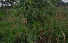 13 ac Land at Majaoni - 15