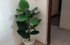 Serviced 1 Bed Apartment with En Suite at Sunset Paradise - 7