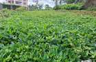 0.25 ac Land in Runda - 4