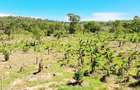 Land at Msambweni - 15