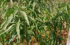 13 ac Land at Majaoni - 9