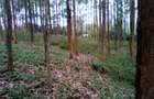 Land at Upper Matasia - 7