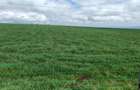 314 ac Land at Timau - 3