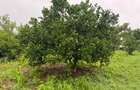Land in Kilifi - 13