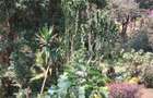 4 Bed House with En Suite at Old Muthaiga - 4