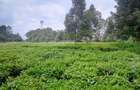 1 ac Land at Riara Ridge - 2
