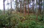 Land at Upper Matasia - 10