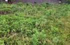 0.75 ac Land at Thindigua - 8