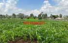 0.4 ha Land at Tilisi - 2