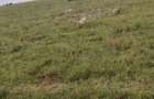 Land in Bisil - 4