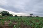 Land at Utalii - Vipingo - 12